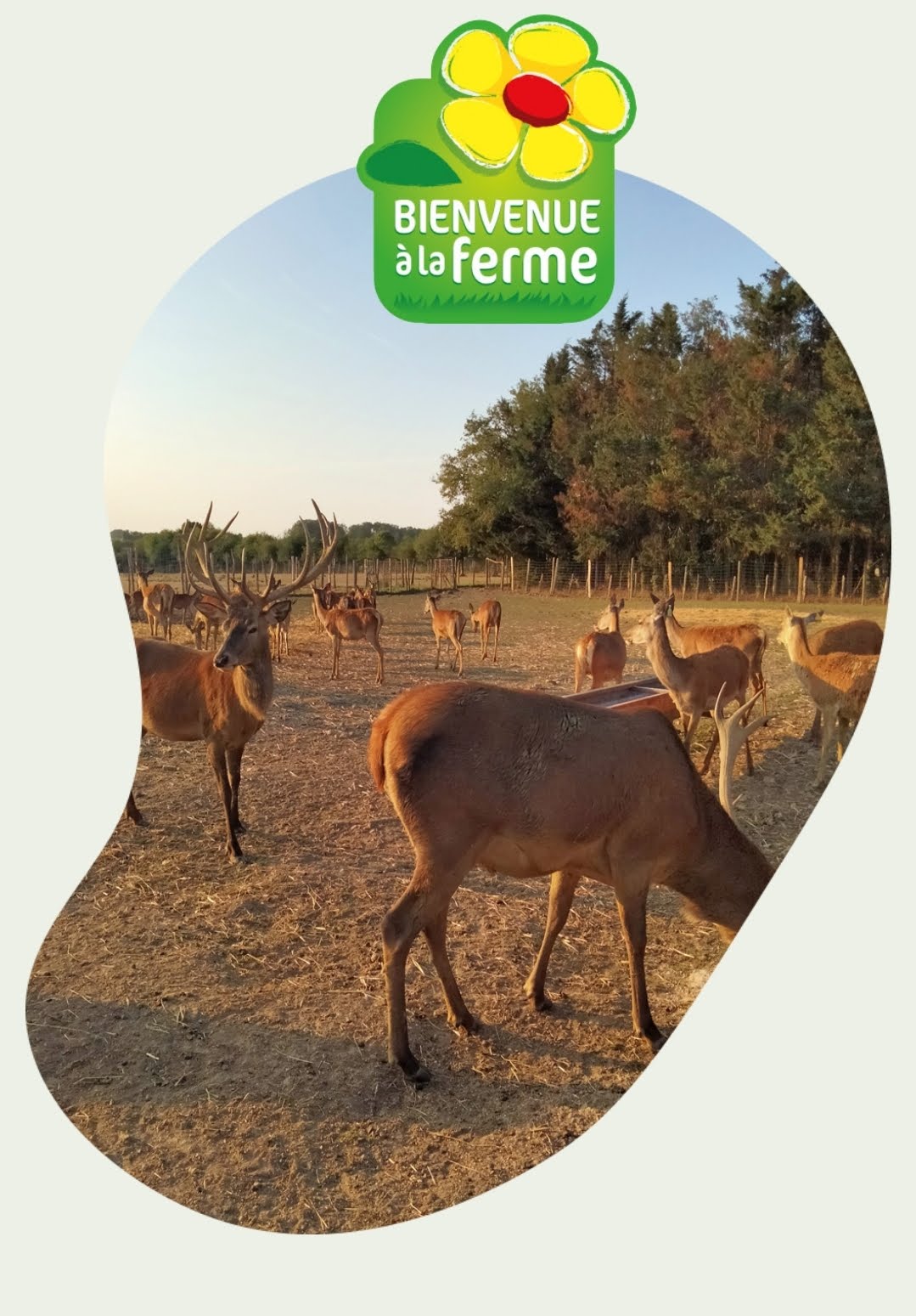 Viande
